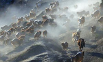 Incredible animal migration in Xinjiang 