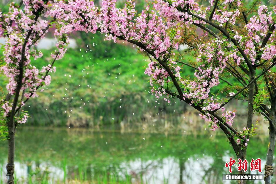 Top ten spring scenes for photography in Chengdu