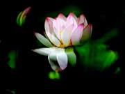 In photos: Colorful lotus flowers in blossom
