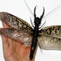 World's largest aquatic insect found in Sichuan