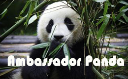 Ambassador Panda