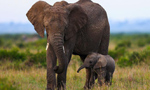 Bring world together to help elephant