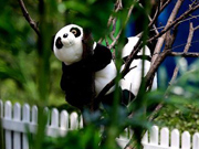 300 'Pandas' shown in Beijing