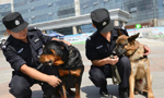 More police dogs join anti-terror campaign in Inner Mongolia