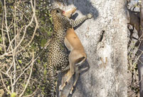 Jungle law: leopard preys on impala