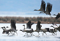 Black-necked cranes seen in Caohai National Nature Reserve