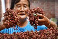 Chinese prickly ash planting encouraged in Weinan City, NW China to help farmers raise income