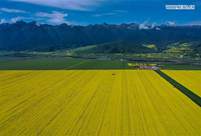 Scenery of cole flower fields in northwest China's Qinghai