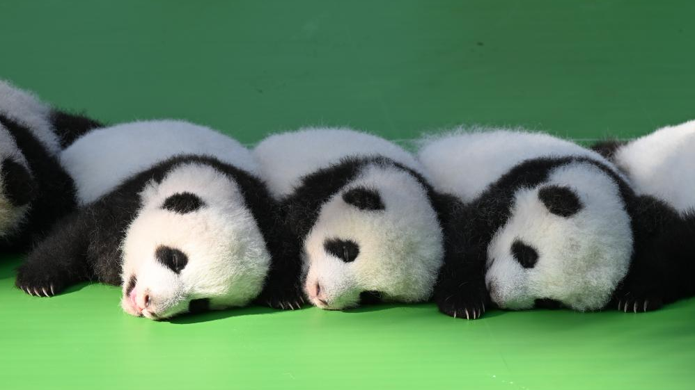 Panda cubs meet public at SW China breeding base