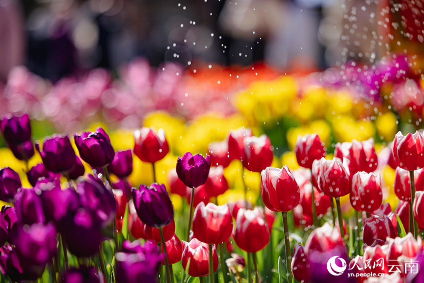 In pics: Over 80,000 tulips bloom in Kunming, SW China