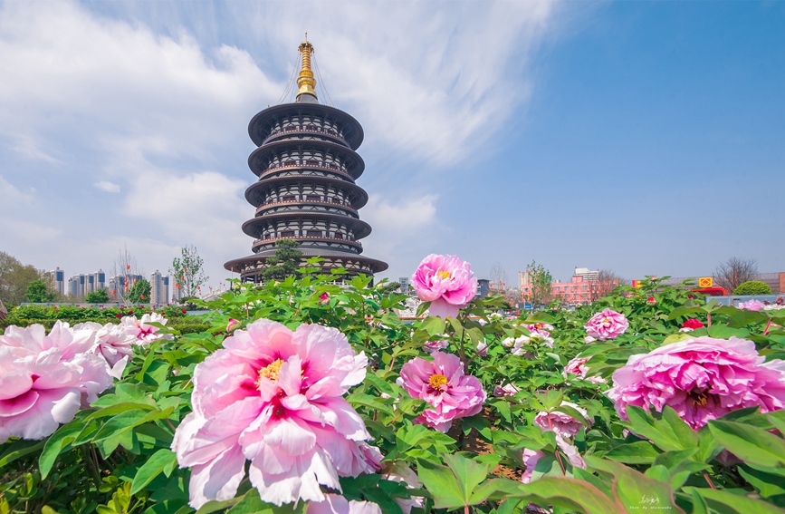 Central China's Luoyang to kick off its 40th peony cultural festival