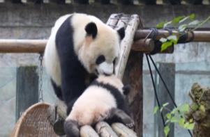 Mama panda shows her cub the fastest way back down