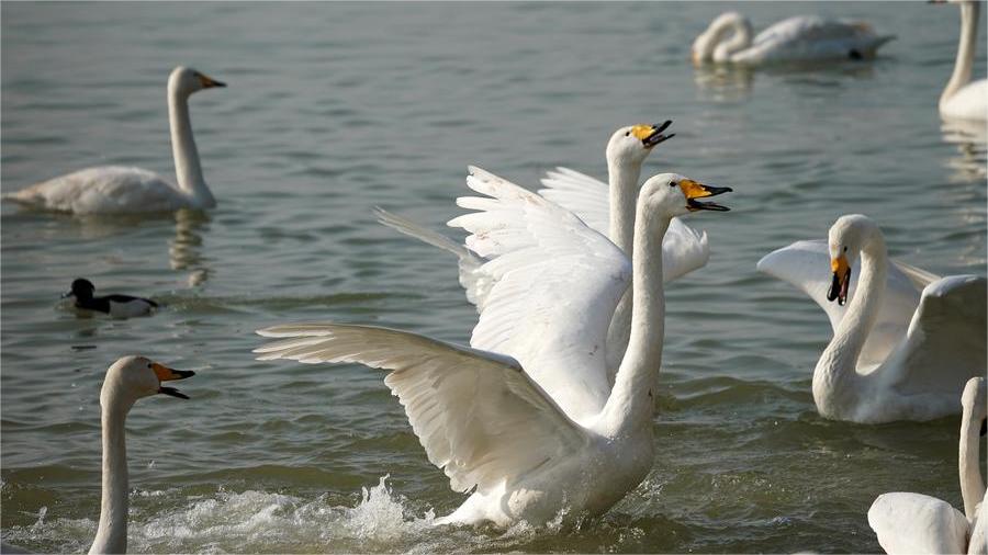 Swan Lake: Whooper swans prepare for migration