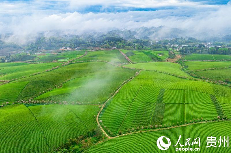 Tea plantations boost rural vitalization in SW China's Guizhou