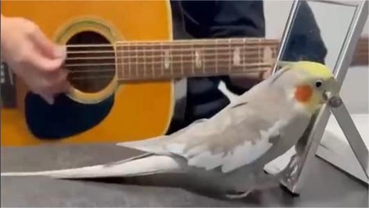 Parrot whistles, dances along to man playing guitar
