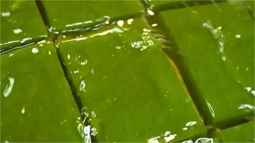Trending in China | Fairy tofu: Green, clear and delicious