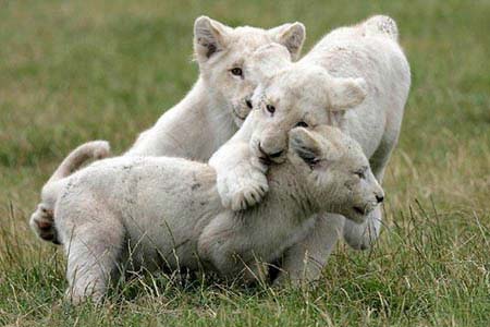 white lion cubs photos. New white lion cubs debut in