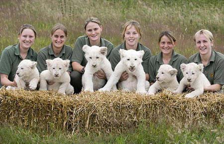 White Lion Cubs Cute. White+lion+cubs+playing