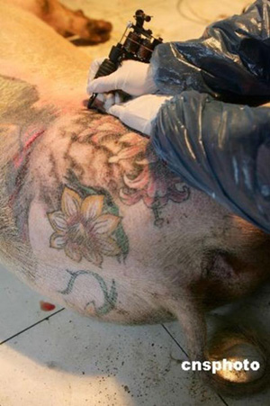 The maximum price of these tattooed pigs can hit one million yuan (about 