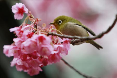 cherry tree blossom japan. Cherry+lossom+tree+japan
