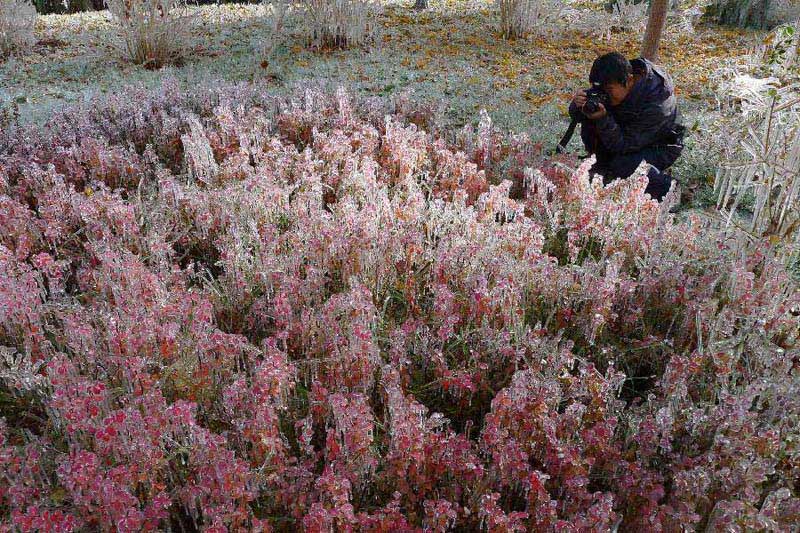 A citizen takes photos of a clump of bushes which are glazed with ice in Hami City, northwest China's Xinjiang Uygur Autonomous Region, Nov. 4, 2012. Glaze ice and icicles are seen in Hami after strong wind and cold weather swept the city. (Xinhua/Cai Zengle) 