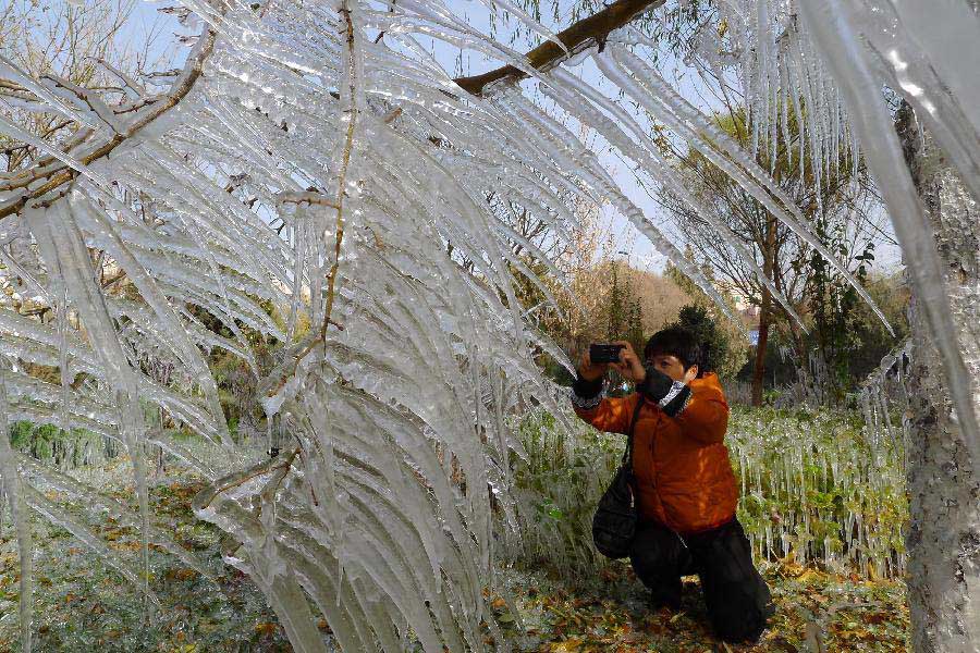  A citizen takes photos of an "ice tree" in Hami City, northwest China's Xinjiang Uygur Autonomous Region, Nov. 4, 2012. Glaze ice and icicles are seen in Hami after strong wind and cold weather swept the city. (Xinhua/Cai Zengle) 