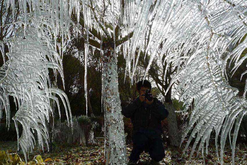 A citizen takes photos of an "ice tree" in Hami City, northwest China's Xinjiang Uygur Autonomous Region, Nov. 4, 2012. Glaze ice and icicles are seen in Hami after strong wind and cold weather swept the city. (Xinhua/Cai Zengle) 