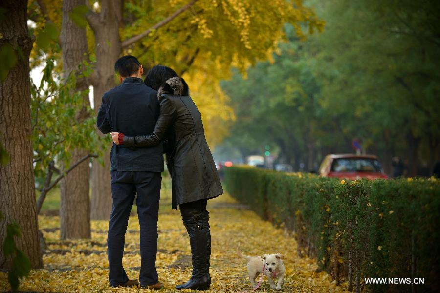 People enjoy the beautiful scenery of yellow gingko leaves near the Diaoyutai State Guesthouse in Beijing, China's capital, Nov. 6, 2012. (Xinhua/Pan Chaoyue) 