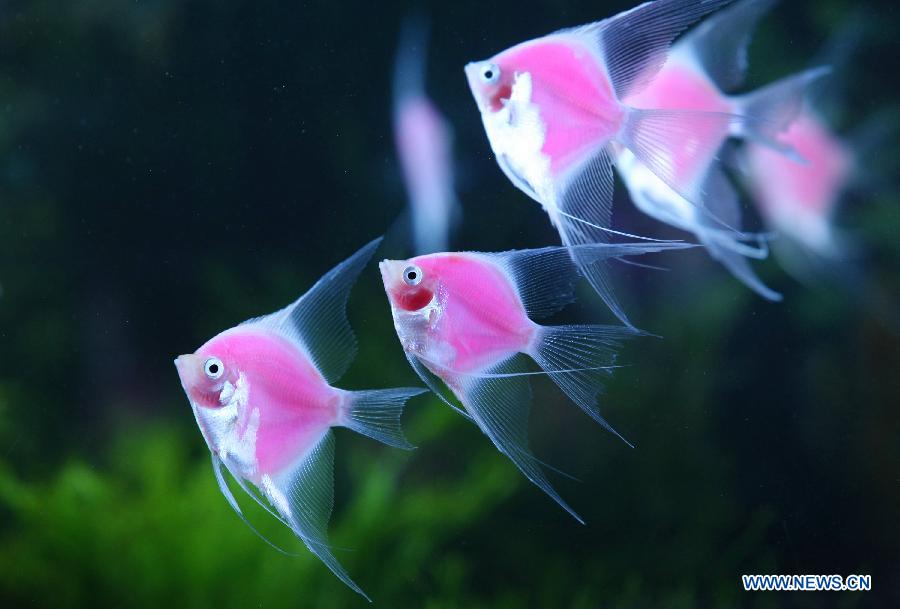Photo taken on Nov. 7, 2012 shows newly-bred fluorescent angelfish in Taipei, southeast China's Taiwan. (Xinhua) 
