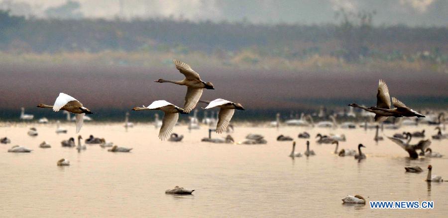 Swans are seen at the East Lake in Jiujiang County, east China's Jiangxi Province, Nov. 7, 2012. Swans migrate here in late autumn and early winter to live through the winter. (Xinhua/Yang Jihong)