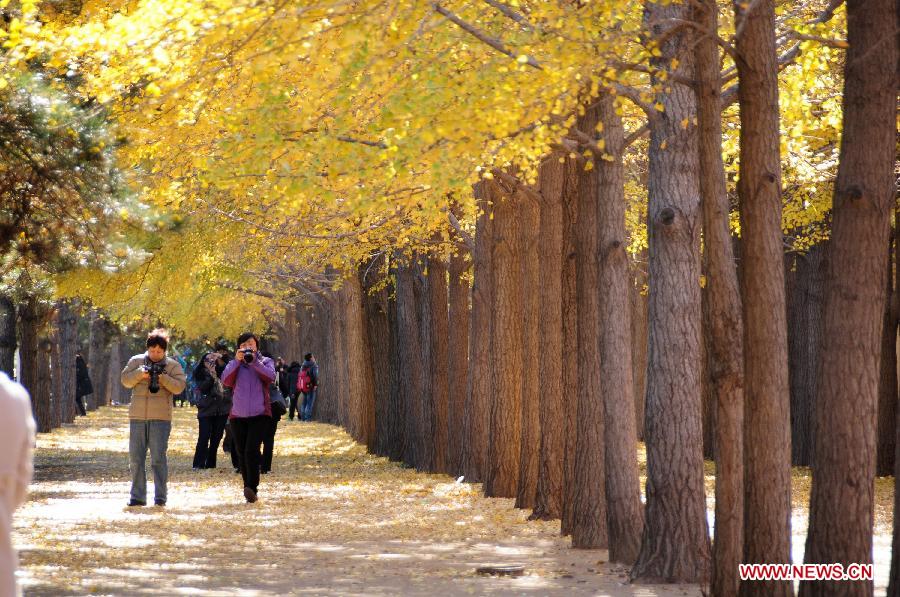 Tourists take photos in the ginkgo forest near the Diaoyutai State Guest House in Beijing, capital of China, Nov. 13, 2012. (Xinhua/Wang Junfeng) 