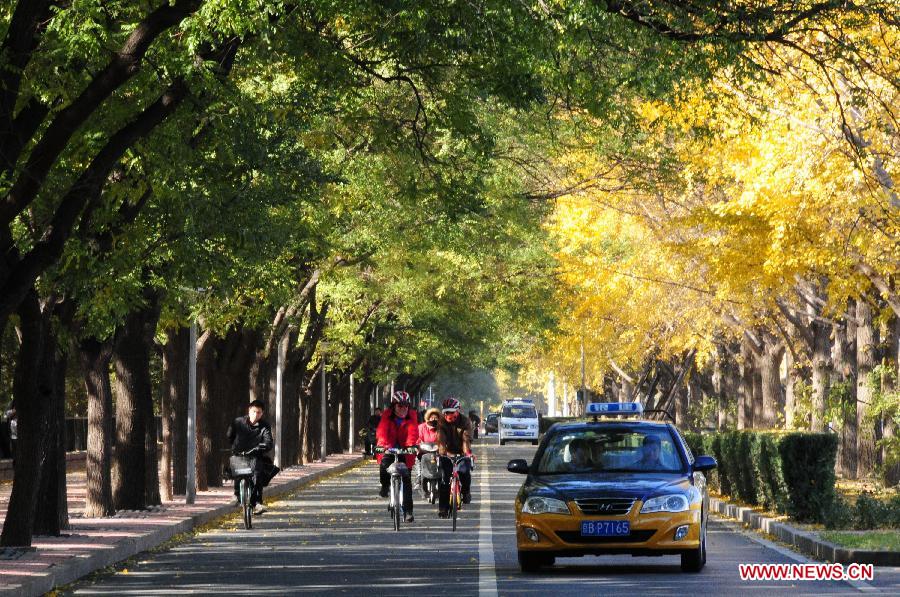 Photo taken on Nov. 13, 2012 shows a street beside the ginkgo forest outside the Diaoyutai State Guest House in Beijing, capital of China. (Xinhua/Wang Junfeng) 