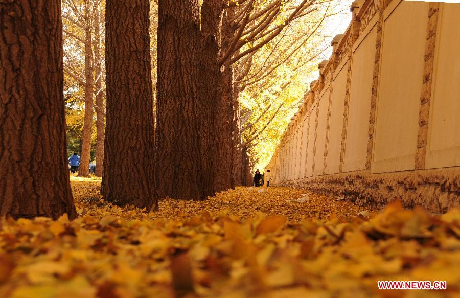 Photo taken on Nov. 13, 2012 shows the ginkgo forest near the Diaoyutai State Guest House in Beijing, capital of China. (Xinhua/Wang Junfeng) 