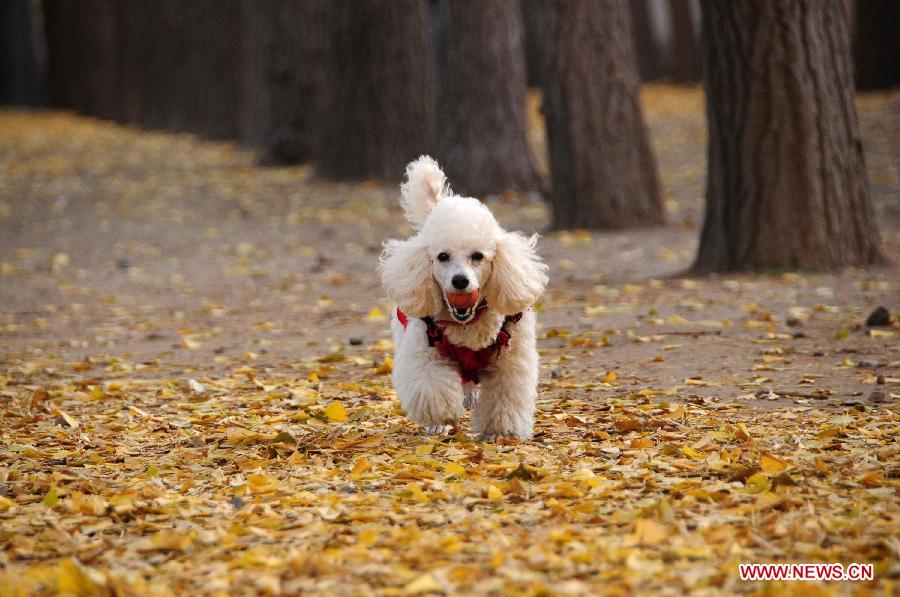 A pet dog plays in the ginkgo forest near the Diaoyutai State Guest House in Beijing, capital of China, Nov. 12, 2012. (Xinhua/Wang Junfeng) 