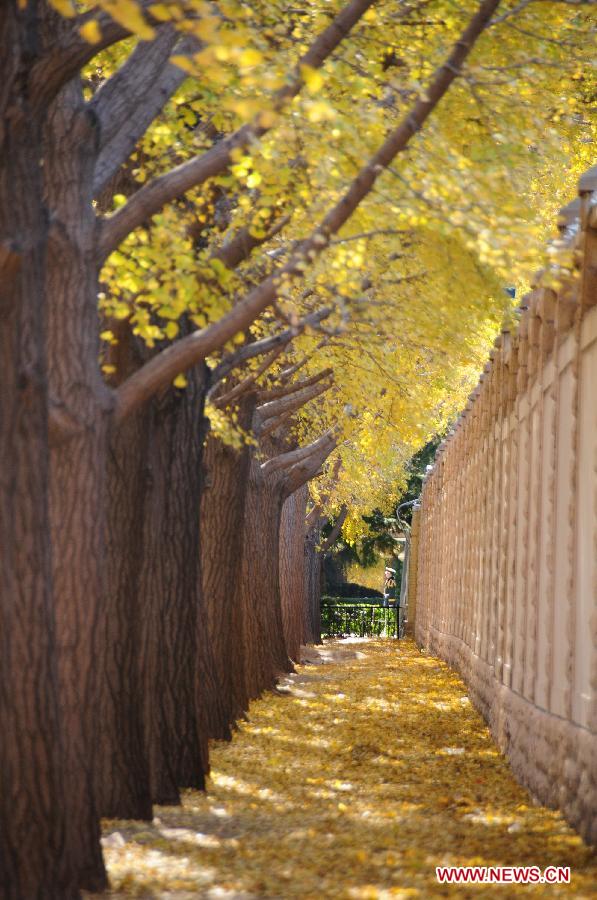 Photo taken on Nov. 13, 2012 shows the ginkgo forest near the Diaoyutai State Guest House in Beijing, capital of China. (Xinhua/Wang Junfeng) 