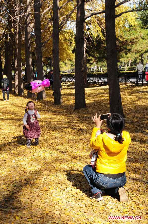 A mother takes photos for her child in the ginkgo forest near the Diaoyutai State Guest House in Beijing, capital of China, Nov. 13, 2012. (Xinhua/Wang Junfeng)