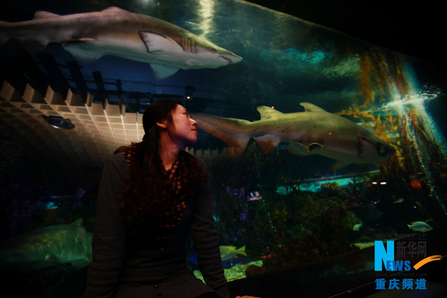 Quiet, sophisticated and dreamful atmosphere in World Shark Club in Chongqing Oct. 31, 2012.
