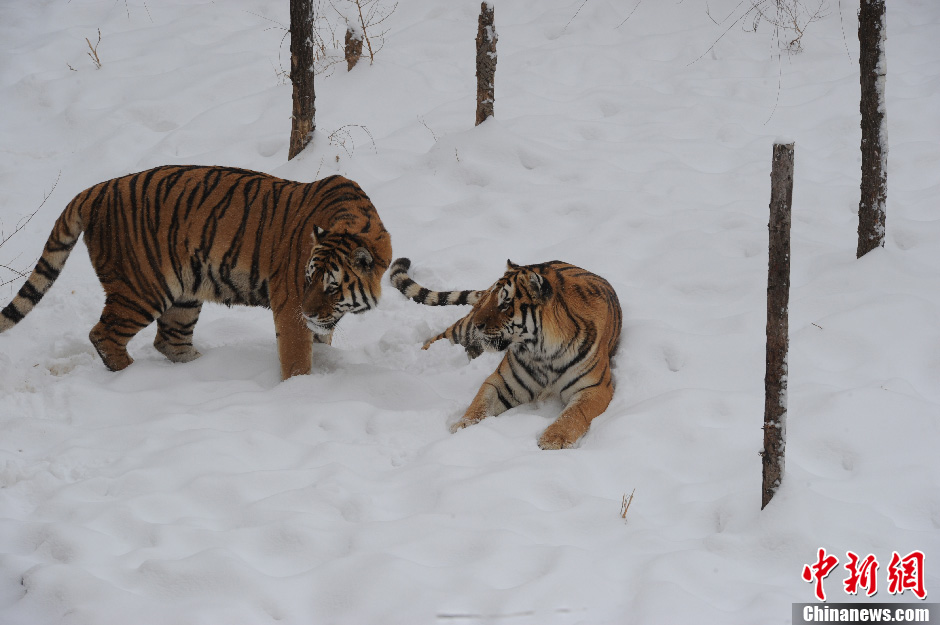 Tigers in Changchun Wildlife Park play in the snow on Nov.14 2012. Changchun was covered with a thick layer of snow after two consecutive days of blizzard. Even the wild animals were getting excited by the white world. (Chinanews/Zhangyao)
