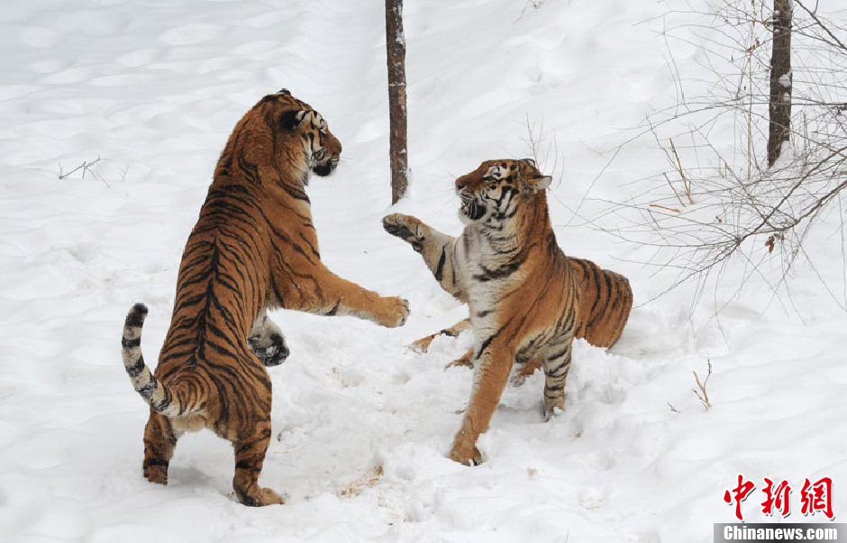 Tigers in Changchun Wildlife Park play in the snow on Nov.14 2012. Changchun was covered with a thick layer of snow after two consecutive days of blizzard. Even the wild animals were getting excited by the white world. (Chinanews/Zhangyao)