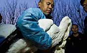 White storks tagged for being traced in Tianjin 