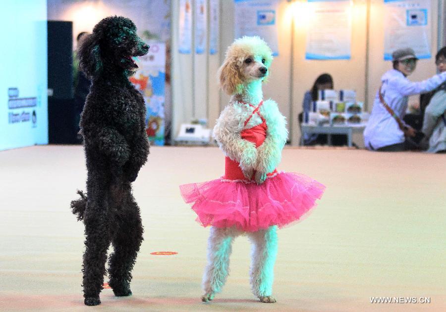 Pet dogs pose at the 2012 China(Hangzhou) Pets Cultural Festival in Hangzhou, capital of east China's Zhejiang Province, Nov. 16, 2012. The three-day festival opened here on Friday. (Xinhua/Wu Huang) 