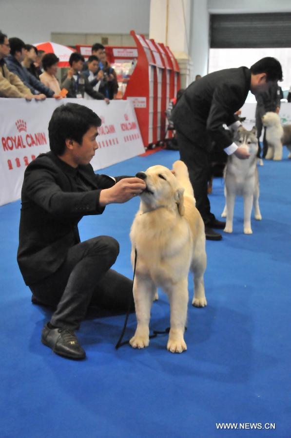 Staff members measure the length of pet dogs at the 2012 China(Hangzhou) Pets Cultural Festival in Hangzhou, capital of east China's Zhejiang Province, Nov. 16, 2012. The three-day festival opened here on Friday. (Xinhua/Zhu Yinwei) 
