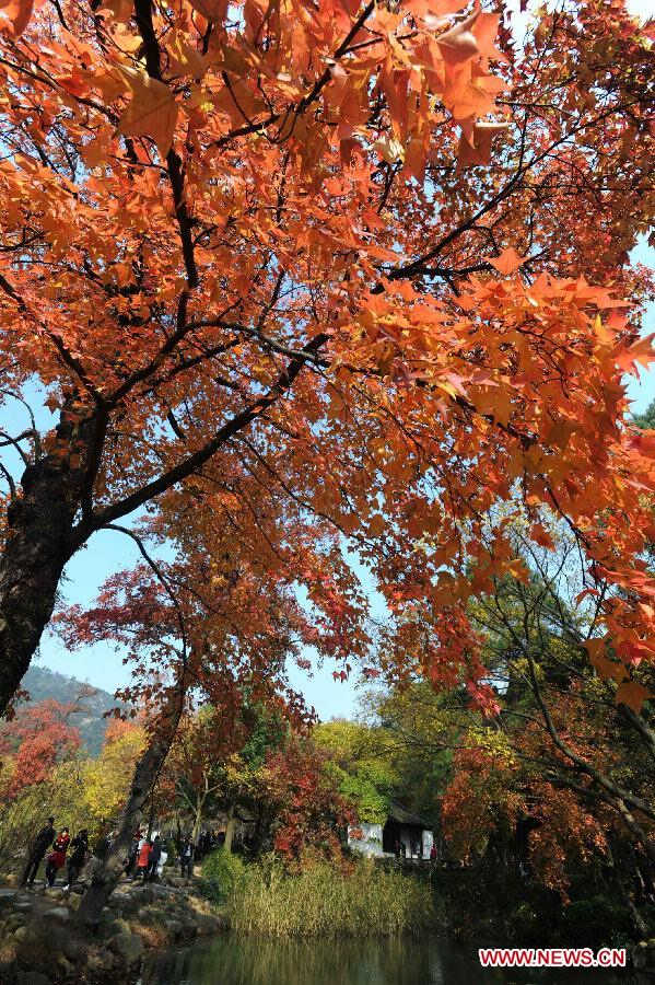 Photo taken on Nov. 17, 2012 shows the maple leaves on Tianping Mountain in Suzhou City, east China's Jiangsu Province. (Xinhua/Hang Xingwei) 