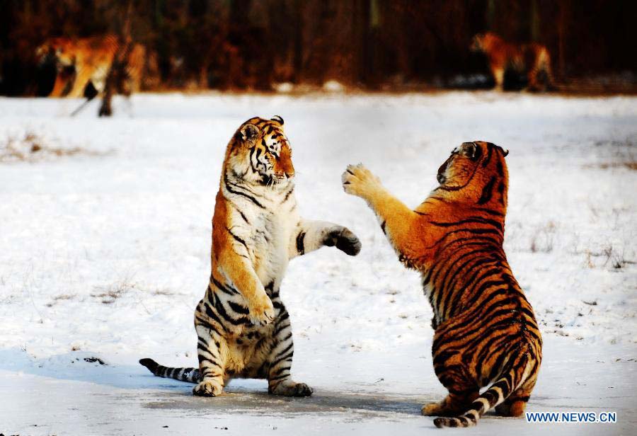 Siberian tigers play in the Siberian Tiger Park in Harbin, capital of northeast China's Heilongjiang Province, Nov. 19, 2012. Altogether 91 Siberian tiger cubs, one of world's most endangered animals, were born in 2012 in the park. The park now has 1,067 Siberian tigers and is the largest Siberian tiger breeding and field training center in the world. (Xinhua/Wang Jianwei) 