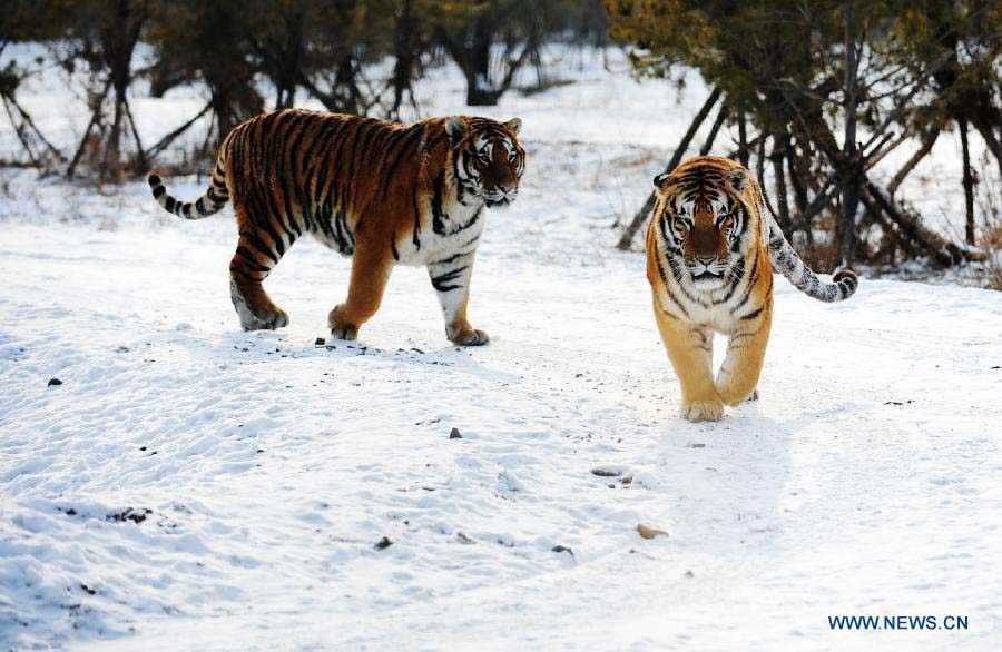 Siberian tigers wander in the Siberian Tiger Park in Harbin, capital of northeast China's Heilongjiang Province, Nov. 19, 2012. Altogether 91 Siberian tiger cubs, one of world's most endangered animals, were born in 2012 in the park. The park now has 1,067 Siberian tigers and is the largest Siberian tiger breeding and field training center in the world. (Xinhua/Wang Jianwei) 
