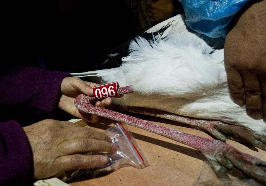 Rescuers tag an oriental white stork in Tianjin, north China, Nov. 20, 2012. A total of 13 oriental white storks which were saved by a wild animal rescue and breeding agency in Tianjin were tagged for being traced. They will be released to the nature on Nov. 21. (Xinhua/Yue Yuewei) 