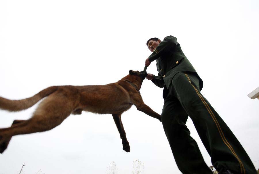 Police dog handler Jiang Honglin plays with his police dog "Smart" for the last time as the dog has completed military service in Jiangsu Armed Police Corps in Nanjing, capital of east China's Jiangsu Province, Nov. 23, 2012. Five police dogs have to leave the corps as their term of military service is due. (Xinhua/Li Ke) 