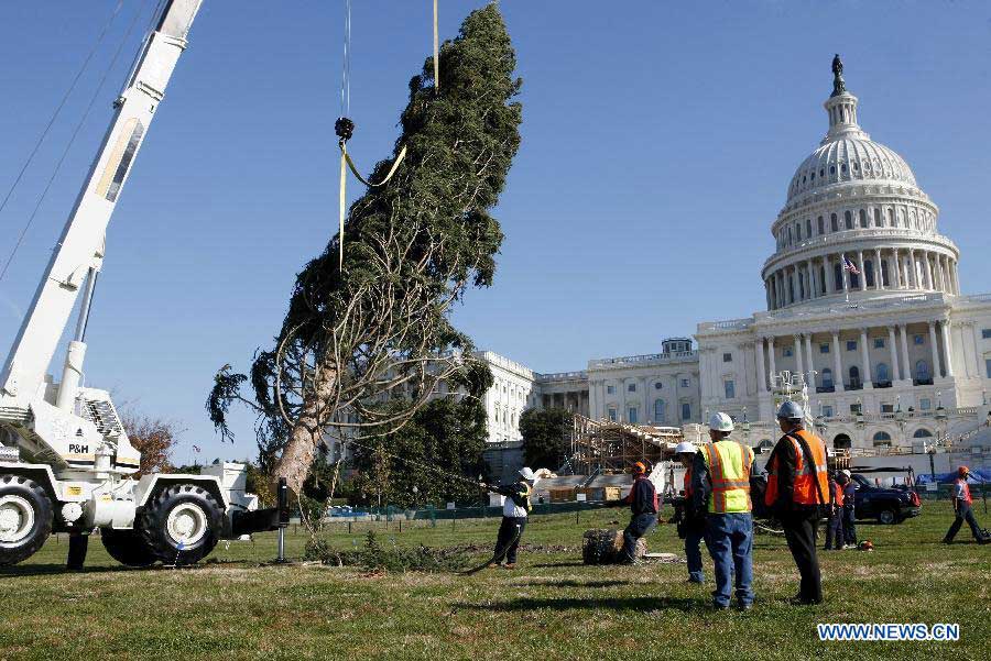 The Capitol Christmas Tree is being installed on the west side of the Capitol Hill in Washington D.C., the United States, Nov. 26, 2012. The tree is an Engelmann Spruce from Meeker, Colorado, and will be decorated in the coming days for the holidays. It is part of an annual tradition since 1964. (Xinhua/Fang Zhe)