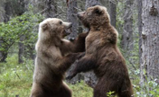 Two grizzly bears fight for salmon lunch 