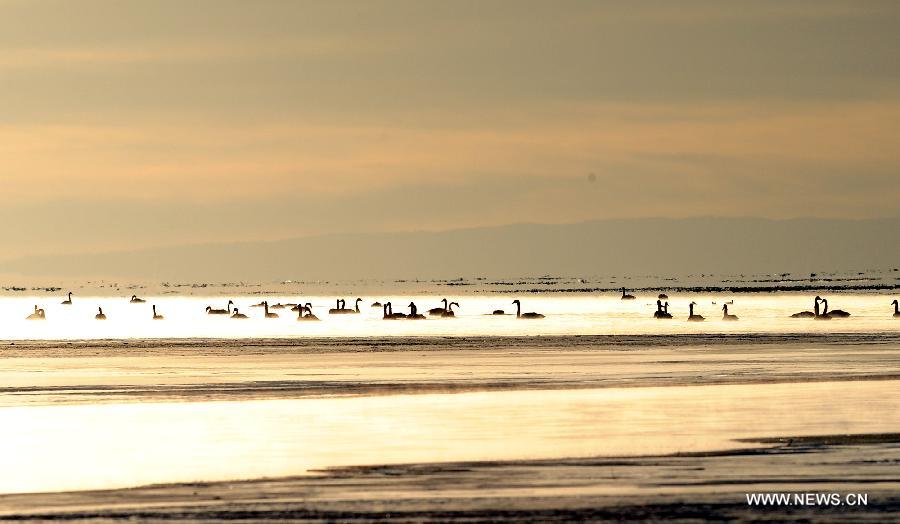 Swans swim in the Qinghai Lake in northwest China's Qinghai Province, Nov. 27, 2012. The Qinghai Lake, China's largest inland saltwater lake, has expanded for eight years in a row to 4,402.5 square km. (Xinhua/Han Yuqing)